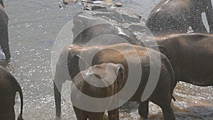 Herd of elephants bathe in river or lake. Slow motion