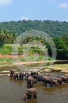 Herd of elephants bathing in Maha Oya River. Pinnawala Elephant Orphanage. Sri Lanka