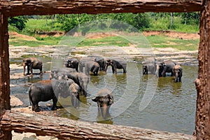 Herd of elephants bathing in Maha Oya River. Pinnawala Elephant Orphanage. Sri Lanka