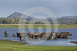 A herd of elephants bathing in the tank (man-made reservoir) at Minneriya National Park in the late afternoon.