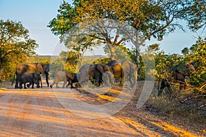 Herd of elephants becomes a dirt road