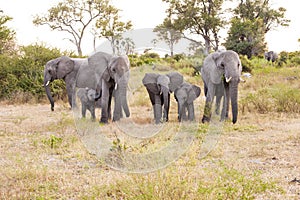Herd of Elephants photo