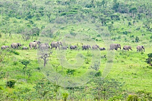 Herd of elephants in the brush in Umfolozi Game Reserve, South Africa, established in 1897 photo