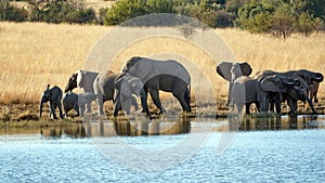 Herd of elephants with calves at a dam