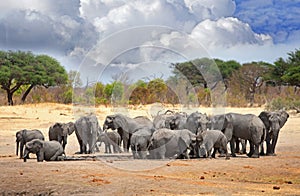 Herd of elephants congregate around a waterhole in Hwange National Park, Zimbabwe, Southern Africa