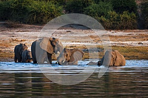 Herd of elephants crossing the Chobe River in Chobe National Park, Botswana