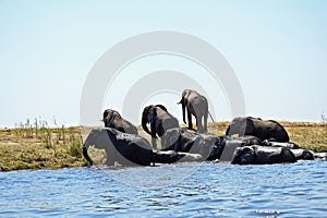 Herd of Elephants crossing the Chobe river, at Chobe nationalpark in Botswana