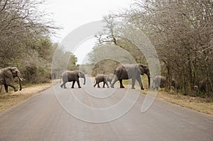 Herd of elephants crossing the paved road