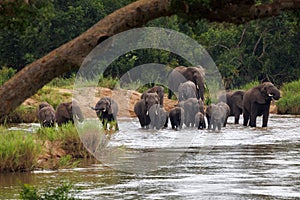 Herd of Elephants Crossing River Sabie Kruger Park South Africa