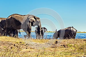 Herd of elephants crossing river