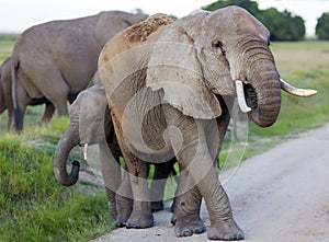 Herd of elephants crossing the road