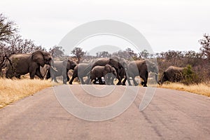 A herd of elephants crossing the road in the Kruger Park.