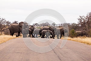 A herd of elephants crossing the road in the Kruger Park.