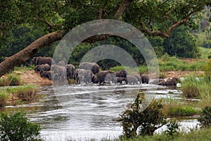 Herd of Elephants Crossing Sabie River in Kruger Park, South Africa