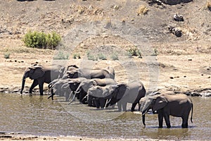 Herd of elephants drink water in the river