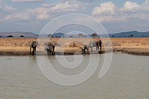 A herd of elephants drinking in a pond with sky and mountains in the background in Ngorongoro Safari 1