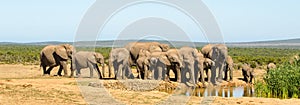 Herd of elephants drinking water Addo elephants park, South Africa wildlife photoghraphy