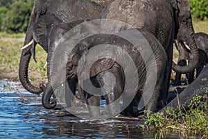 Herd of elephants drinking water in shallows photo