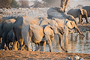 Herd of elephants drinking in a waterhole during sunset