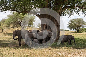 Herd of elephants eat and destroy the bark of a baobab tree in Tarangire National Park Tanzania