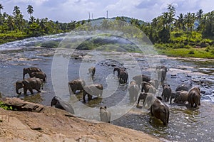 A herd of elephants enjoying a shower in the Maha Oya river at Pinnawala, Sri Lanka, Asia