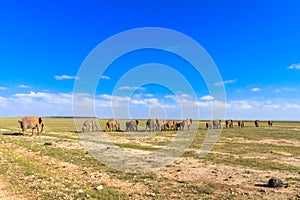 Herd of elephants. Go away. Amboseli.