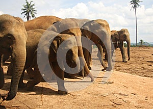 Herd of elephants going in rank
