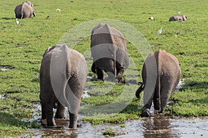 Herd of elephants in a grass covered lake with great egret birds in kenya africa