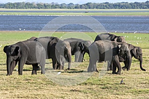 A herd of elephants graze next to the tank man-made reservoir at Minneriya National Park in the late afternoon.