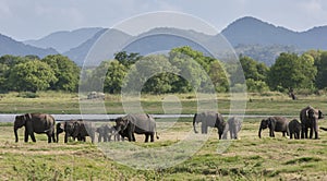 A herd of elephants graze next to the tank or man-made reservoir at Minneriya National Park in Sri Lanka.