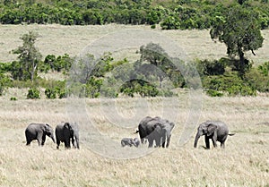 A herd of elephants grazing