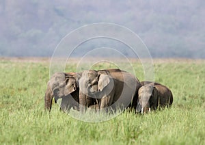 Herd of elephants, Jim Corbett