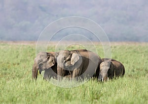 Herd of elephants, Jim Corbett photo