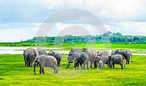 Herd of elephants in Kaudulla national park, Sri Lanka