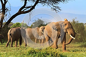 Herd of elephants. Kenya, Africa