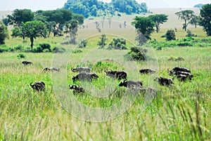Herd of elephants, Kidepo Valley National Park, Uganda