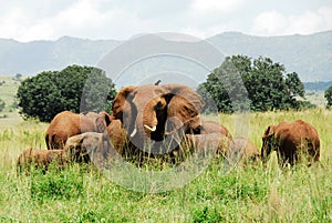 Herd of elephants, Kidepo Valley NP (Uganda) photo