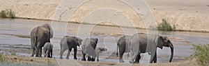 Herd of Elephants, Kruger National Park