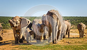 Rebano de elefantes sur 