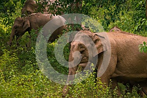 Herd of elephants in Kui Buri National Park, Thailand.