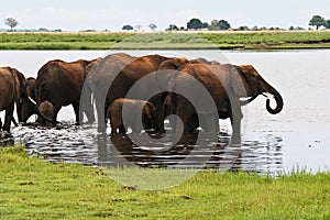 Herd of elephants in lake