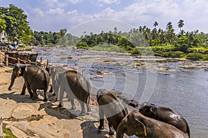 A herd of elephants leaves the Maha Oya river after bathing to cool down at Pinnawala, Sri Lanka, Asia