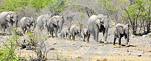 Herd of elephants moving in Etosha NP, Namibia