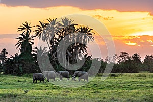 A herd of elephants is moving in front of the Sunset in Amboseli Nationalpark