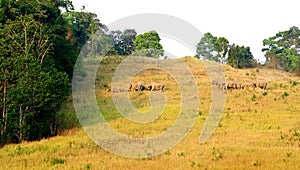 Herd of elephants in national park,Thailand.