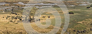 Herd of elephants in the Okavango Delta aerial view