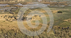 Herd of elephants in the Okavango Delta aerial view