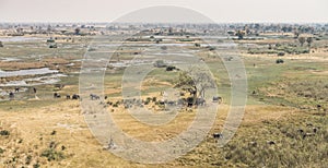 Herd of elephants in the Okavango Delta aerial view