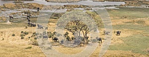 Herd of elephants in the Okavango Delta aerial view