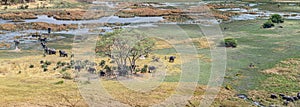 Herd of Elephants in the Okavango Delta, Botswana aerial view